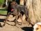 . LADY CATO (so well behaved, I LOVE THIS DOG!!!!!!!!!!!!!!) .