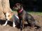 . LADY CATO (so well behaved, I LOVE THIS DOG!!!!!!!!!!!!!!) .