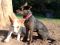. LADY CATO (so well behaved, I LOVE THIS DOG!!!!!!!!!!!!!!) .
