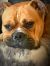 . Tyson .