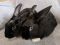 . Duke & Callibri (bonded pair) .