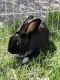 . Duke & Callibri (bonded pair) .