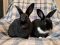 . Duke & Callibri (bonded pair) .