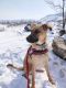 Brandy German Shepherd Rescue of the Rockies - Brandy