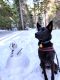 Koda German Shepherd Rescue of the Rockies - Koda