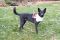 Koda German Shepherd Rescue of the Rockies - Koda