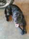 . Mollie the Bassador .