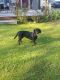 . Mollie the Bassador .