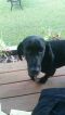 . Mollie the Bassador .