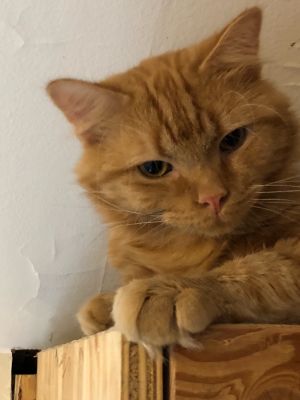 . Marmalade .
