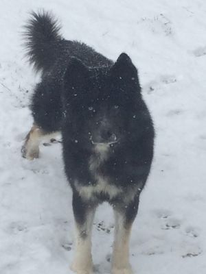 . Bear (bonded pair) .