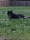 . Bear (bonded pair) .