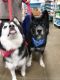 . Bear (bonded pair) .