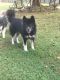 . Bear (bonded pair) .