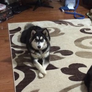 . Kira (Bonded pair) .