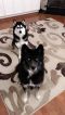 . Kira (Bonded pair) .
