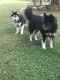 . Kira (Bonded pair) .