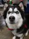 . Kira (Bonded pair) .