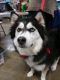 . Kira (Bonded pair) .