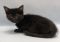 . Cavatelli and Kiwi NYC kitties .