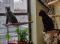 . Cavatelli and Kiwi NYC kitties .