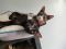 . Cavatelli and Kiwi NYC kitties .