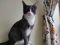 . Cavatelli and Kiwi NYC kitties .