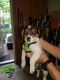 http://photos.petfinder.com/photos/pets/43019172/1/?bust=1539553974&width=60&-pnt.jpg