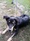 http://photos.petfinder.com/photos/pets/43019603/1/?bust=1539563178&width=60&-pnt.jpg