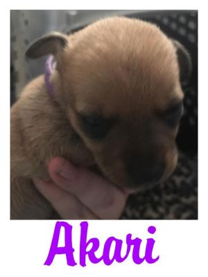 . Akari .