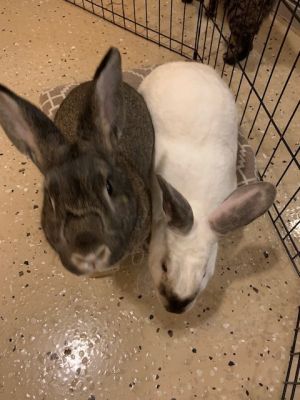 . Luna and Houdini .