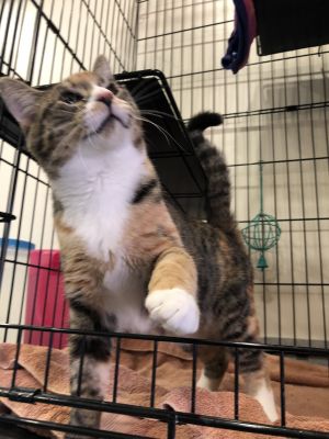 . Nacho .