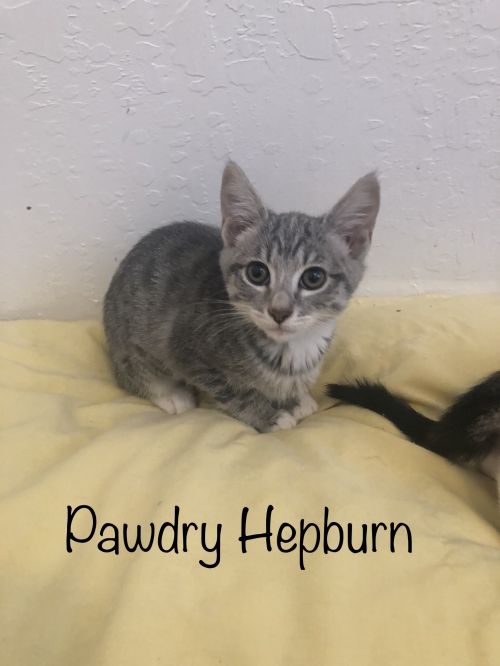 . Pawdrey Hepburn .