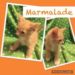 . Marmalade .