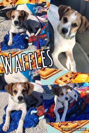 . Waffle .