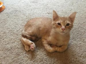 . Merlin .
