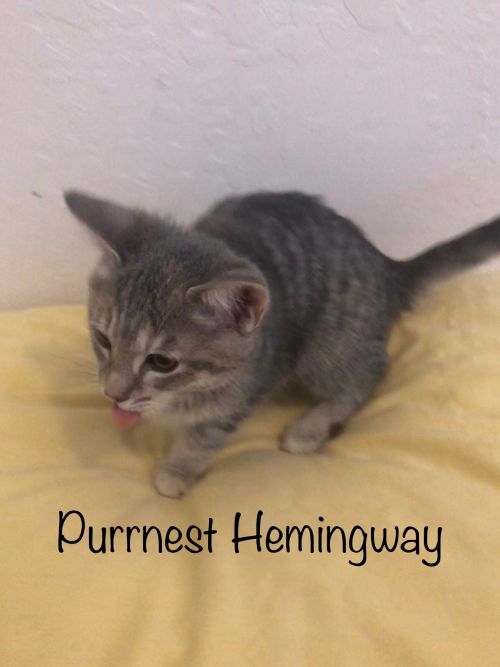 . Purrnest Hemmingway .