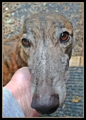 . Viking - Adoption Pending .