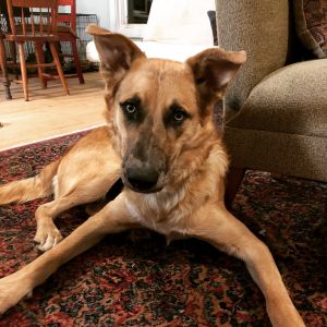 . ***COURTESY LISTING*** BENJI .