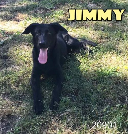 . Jimmy .