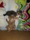 http://photos.petfinder.com/photos/pets/43045575/1/?bust=1539911954&width=60&-pnt.jpg