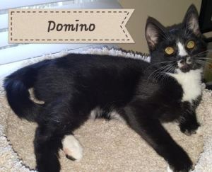. Domino .