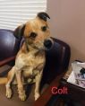 . Colt .