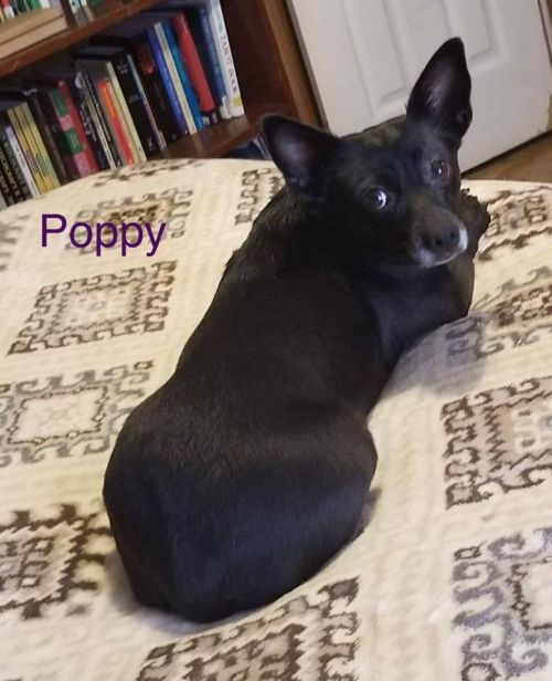 . Poppy .
