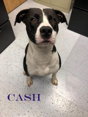 . Cash (Bash)-P4P Dog .