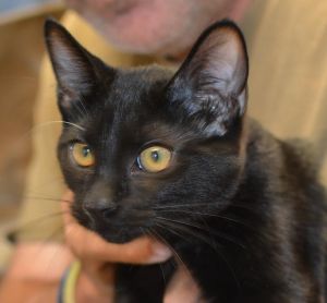 . Diesel *adopted* Petsmart .