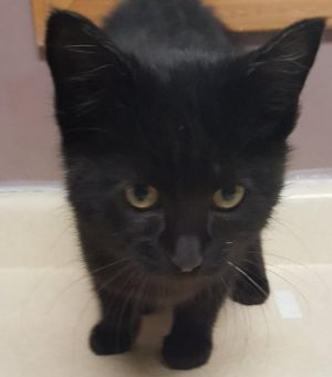 . Sylvester .