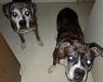 . Coco & Oskar .