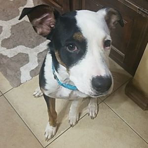 . Ruger .