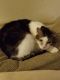 . Johnny Cat Mama's Boy .